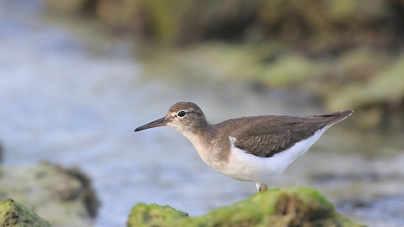 Spotted Sandpiper, Arashi Beach, Aruba, November 2015