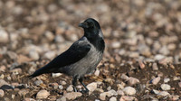 Hooded Crow
