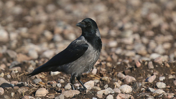 Hooded Crow, Moray Firth, February 2016.