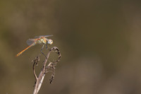 Red-veined Darter, (male) Cape Greco, Cyprus, July 2024