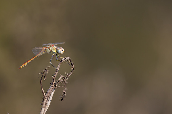 Red-veined Darter, (male) Cape Greco, Cyprus, July 2024