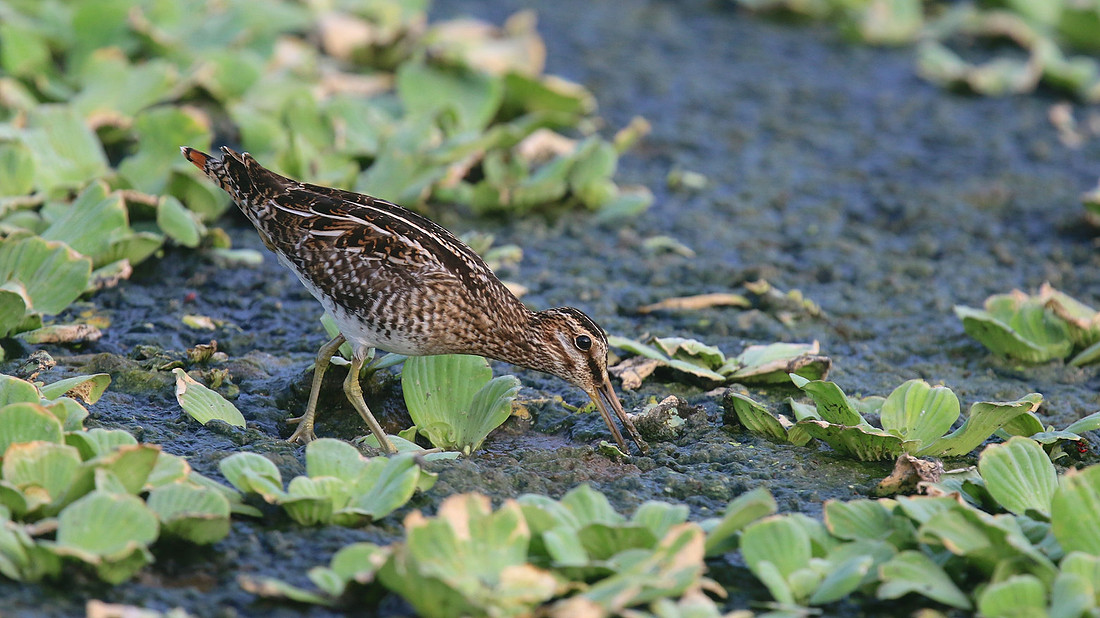 Wilson Snipe, Bubali Pond, Aruba, November 2015