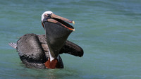 Brown Pelican, Arashi Beach, Aruba, November 2015