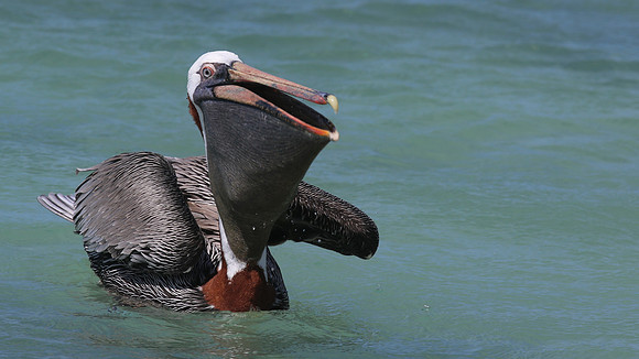 Brown Pelican, Arashi Beach, Aruba, November 2015