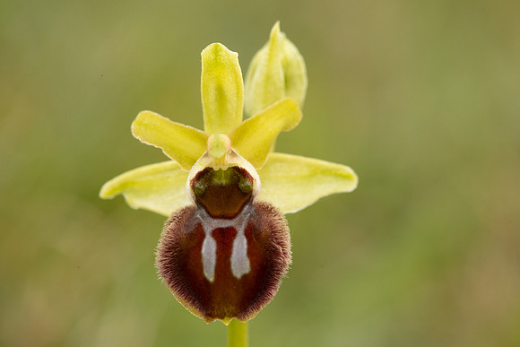 Early Spider-Orchid, Dorset Coast, April 2023
