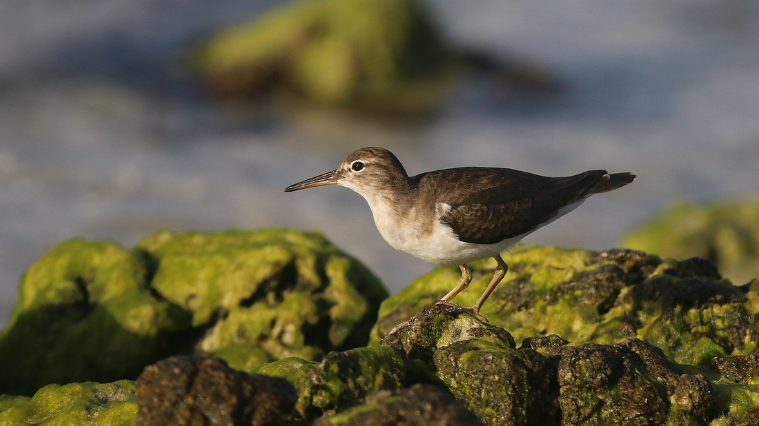 Spotted Sandpiper, Arashi Beach, Aruba, November 2015
