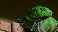Green Iguana, Palm Beach, Aruba, November 2015