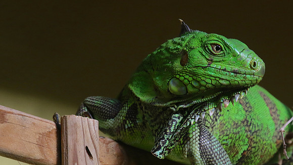 Green Iguana, Palm Beach, Aruba, November 2015