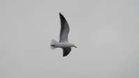 Pacific Gull.