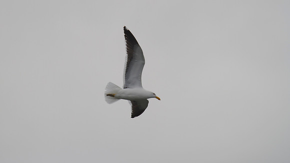 Pacific Gull.