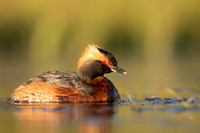 Slavonian Grebe, Iceland, May 2022