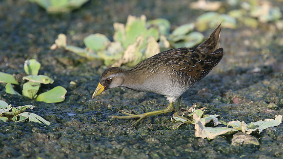Sora, Bubali Pond, Aruba, November 2015