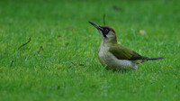 Green Woodpecker, Tockington, December 2015