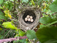 Blackcap, Tockington, April 2025