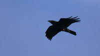 Raven, Brean, January 2016