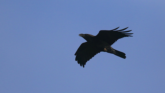 Raven, Brean, January 2016