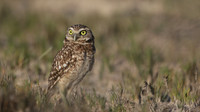 Burrowing Owl, Palm Beach, Aruba, November 2015