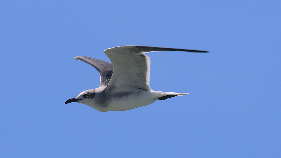 Laughing Gull, Arashi Beach, Aruba, November 2015