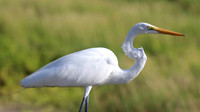 Great Egret, Palm Beach, Aruba, November 2015
