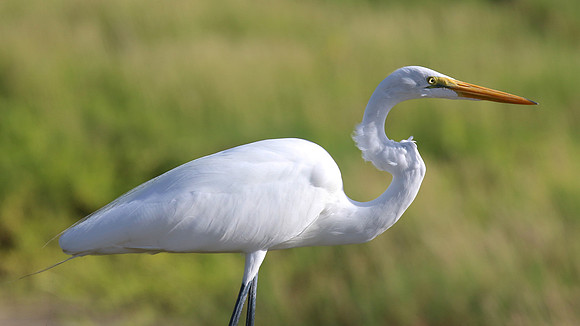 Great Egret, Palm Beach, Aruba, November 2015