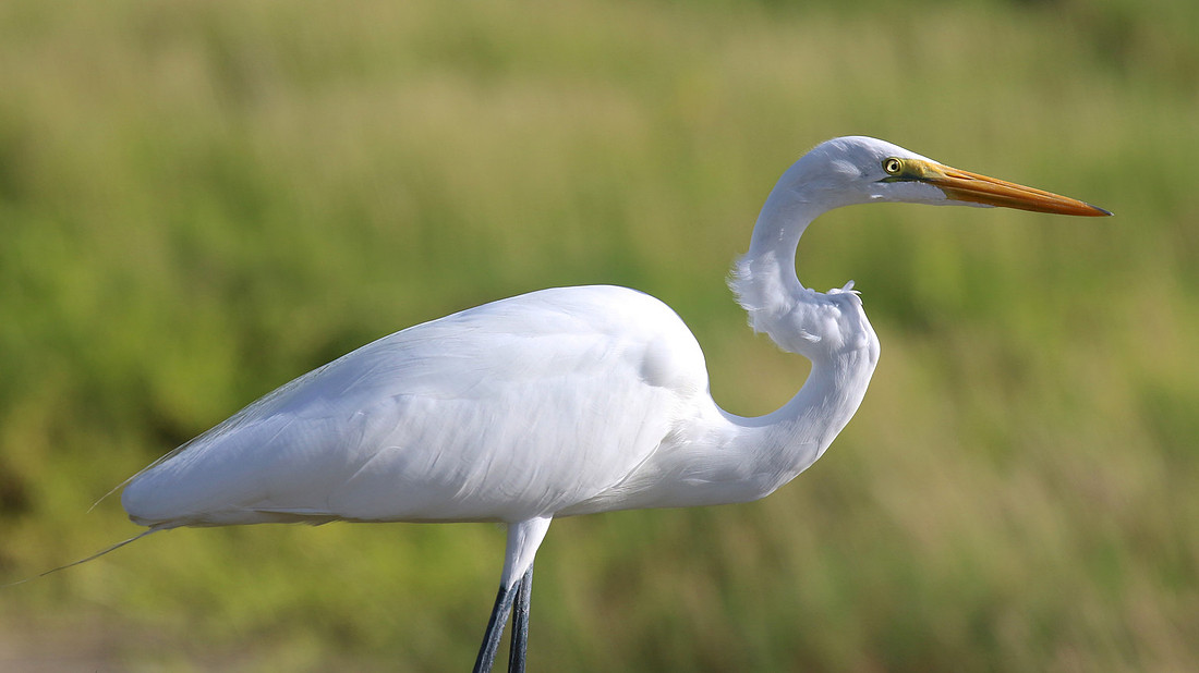 Great Egret, Palm Beach, Aruba, November 2015
