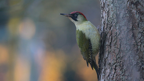 Green Woodpecker, Tockington January 2016