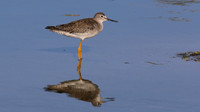 Lesser Yellowlegs, Palm Beach, Aruba, November 2015