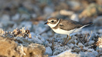 Semipalmated Plover, Arashi Beach, Aruba, November 2015