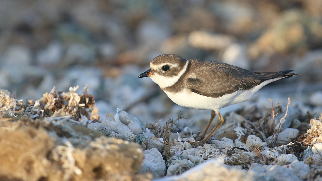Semipalmated Plover, Arashi Beach, Aruba, November 2015