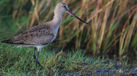 Hudsonian Godwit, Palm Beach, Aruba, November 2015
