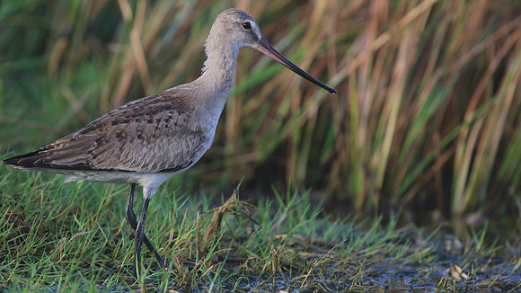 Hudsonian Godwit, Palm Beach, Aruba, November 2015