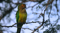 Brown-throated Parakeet, Bubali Pond, Aruba, November 2015.