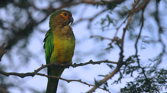 Brown-throated Parakeet, Bubali Pond, Aruba, November 2015.