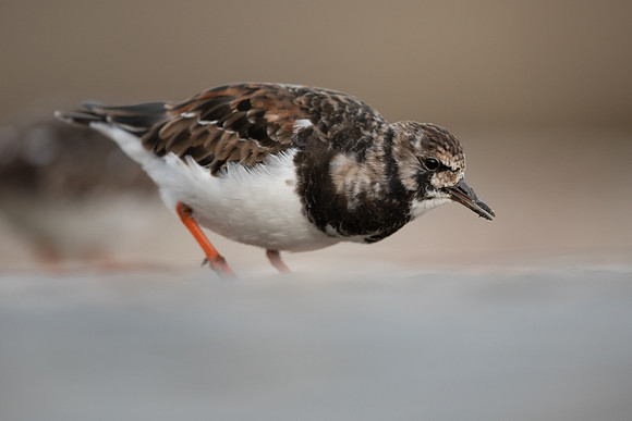 Turnstone, Lyme Regis, March 2022