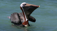 Brown Pelican, Arashi Beach, Aruba, November 2015