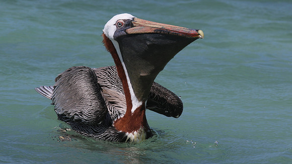 Brown Pelican, Arashi Beach, Aruba, November 2015