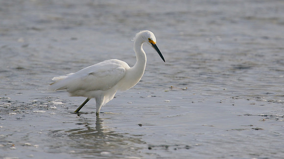 Snowy Egret, Palm Beach, Aruba, November 2015