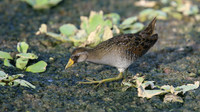 Sora, Bubali Pond, Aruba, November 2015