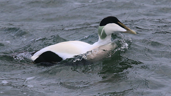 Eider Duck, Burghead, February 2016.