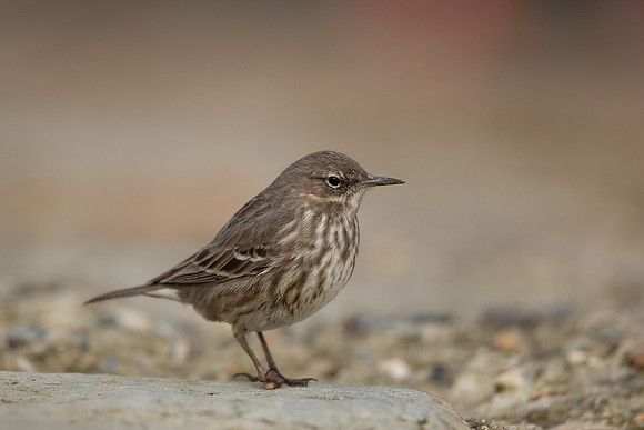 Rock Pipit, Lyme Regis, March 2022