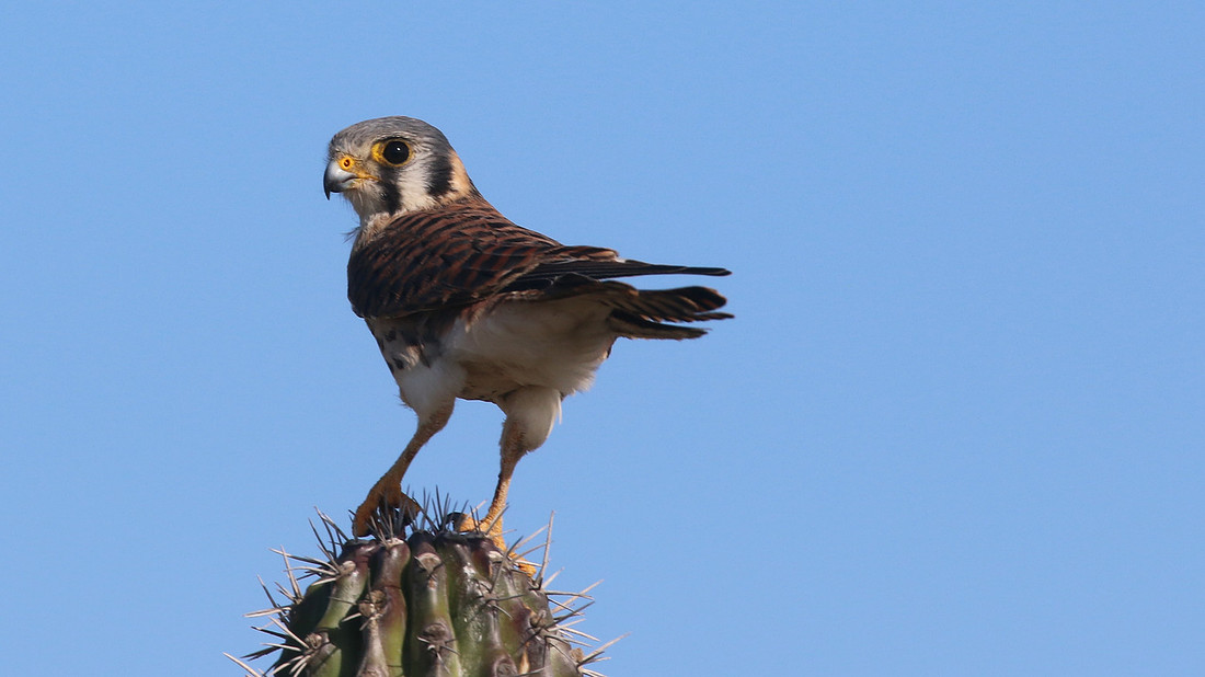 American Kestrel, Aruba, November 2015
