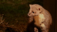 Pine Martin