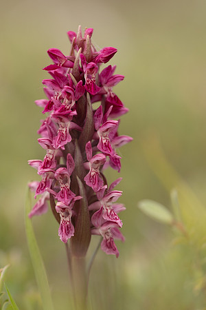 Early Marsh-orchid, Kenfig, June 2024