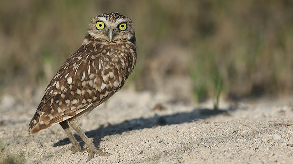 Burrowing Owl, Palm Beach, Aruba, November 2015