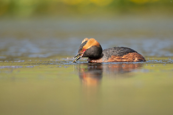 Slavonian Grebe, Iceland, May 2022