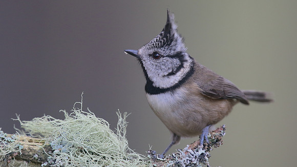 Crested Tit, Loch Garten, Feb 2016