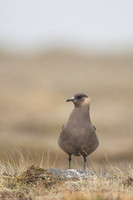 Arctic Skua,Snæfellsnes peninsula, Iceland, June 2022