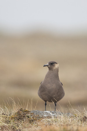 Arctic Skua,Snæfellsnes peninsula, Iceland, June 2022