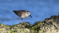 Least Sandpiper, Arashi Beach, Aruba, November 2015