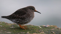 Purple Sandpiper, Burghead, February 2016